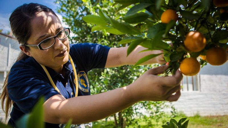 The Rules That Apply To Backyard Citrus Owners The Rules That Apply To Backyard Citrus Owners
