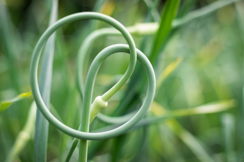 The Scapes Are Telling You Something Right Now