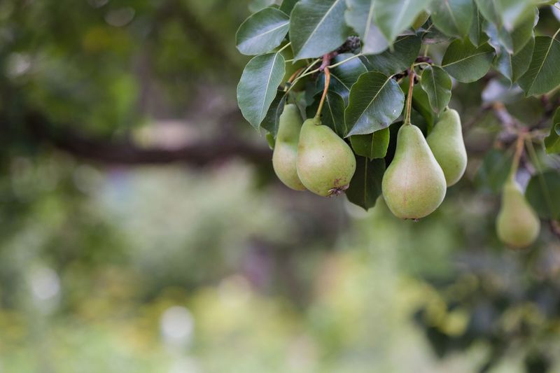The Science Behind Ripening Off The Tree