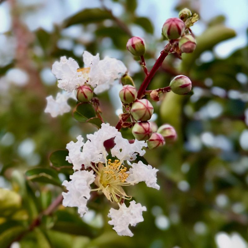 The Science Behind Seed Pods And Repeat Flowering