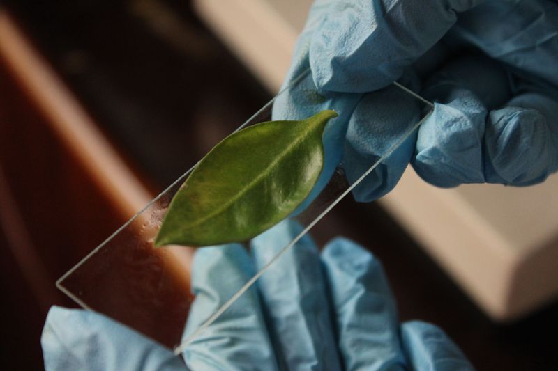 The Science Behind The Leaf Compounds