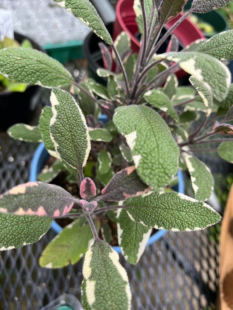 The Secret Season For Planting Tricolor Sage The Secret Season For Planting Tricolor Sage