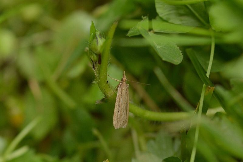 The September Flight Peak In Illinois Lawns The September Flight Peak In Illinois Lawns