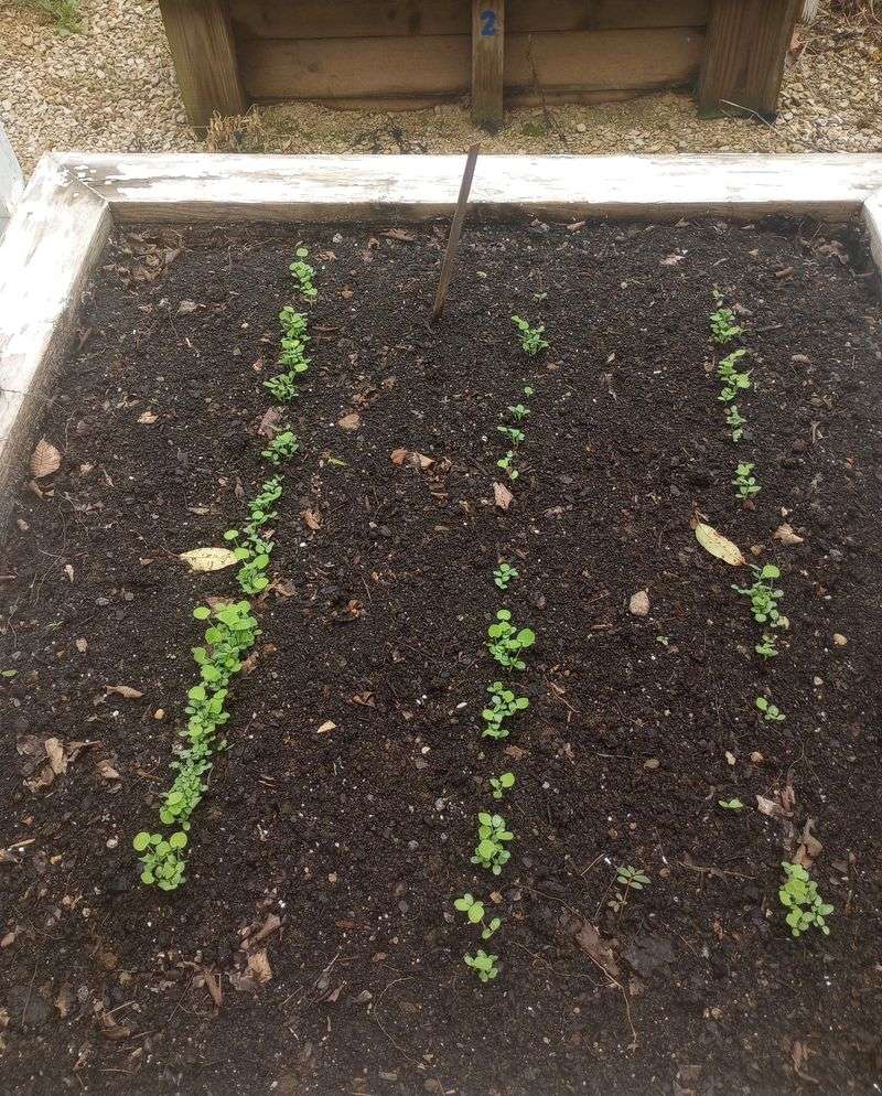 The September Planting Window Before First Frost