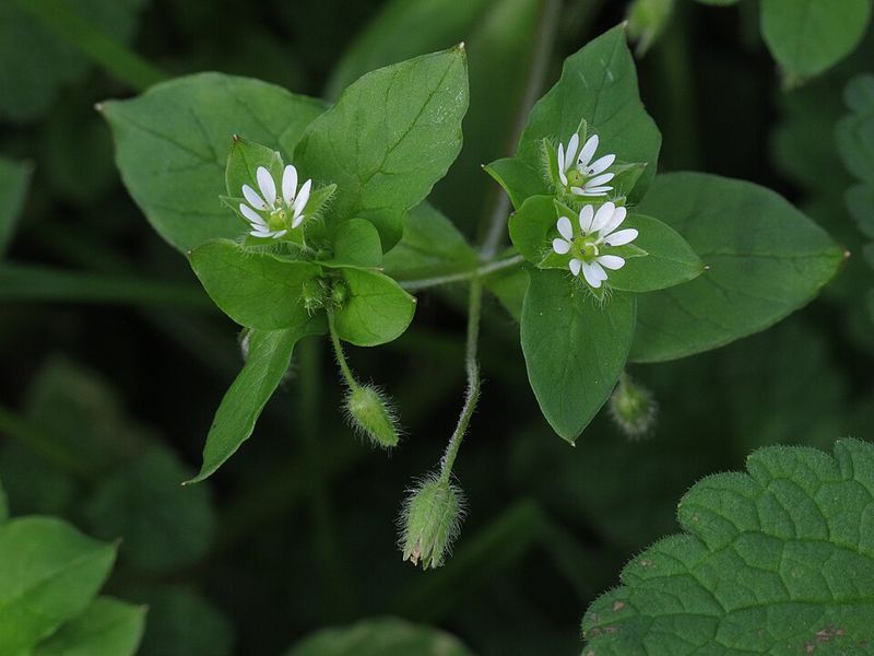 The September Seed Window You Should Not Miss