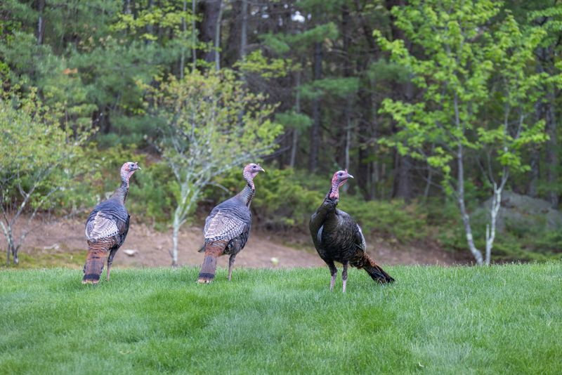 The September Shift From Summer Broods To Winter Flocks The September Shift From Summer Broods To Winter Flocks