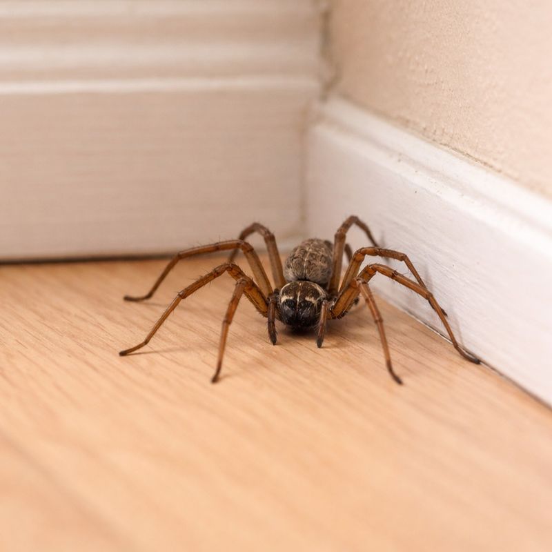 The September Wander Of Male Spiders