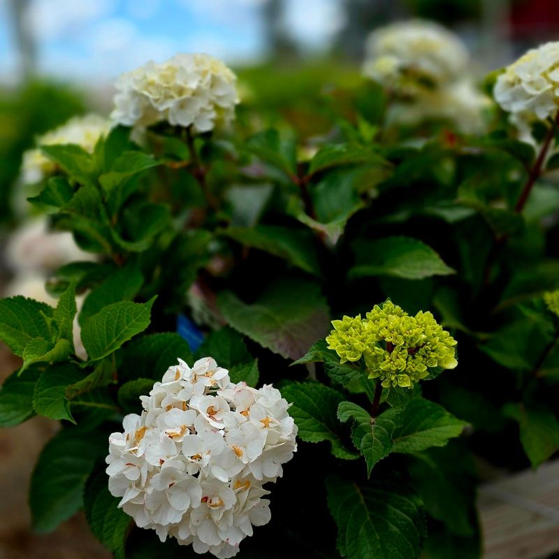 The Short Answer For Most Florida Gardens