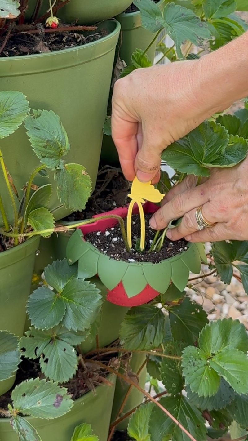 The Short Window For Pinning Runners Into Moist Soil The Short Window For Pinning Runners Into Moist Soil