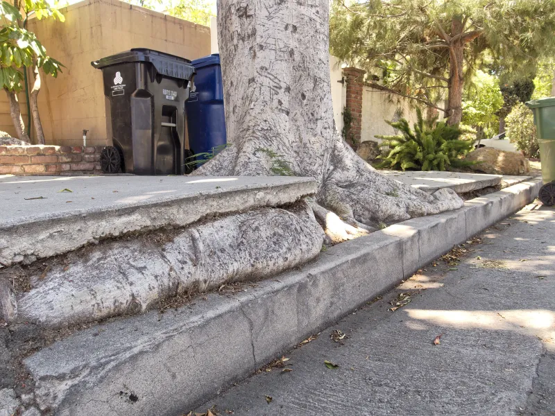 The Sidewalk Problem Does Not Always Mean Tree Removal The Sidewalk Problem Does Not Always Mean Tree Removal