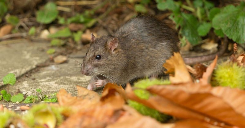 The Signs That Fruit Is Attracting Rats