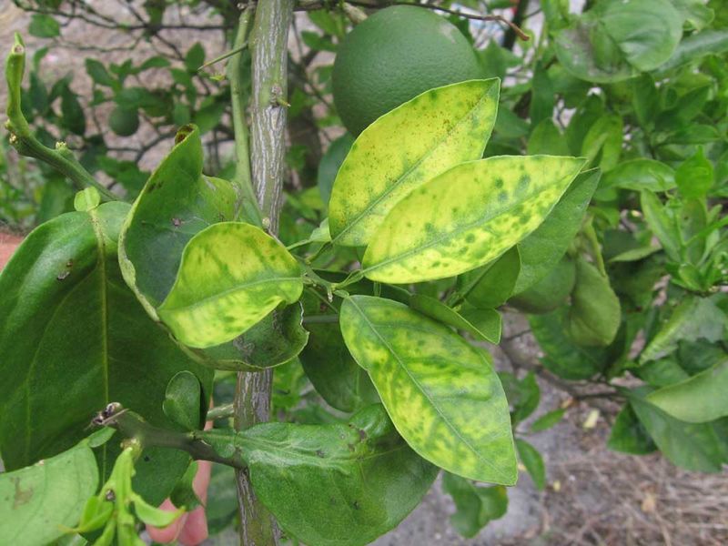 The Signs That May Point To HLB Problems The Signs That May Point To HLB Problems