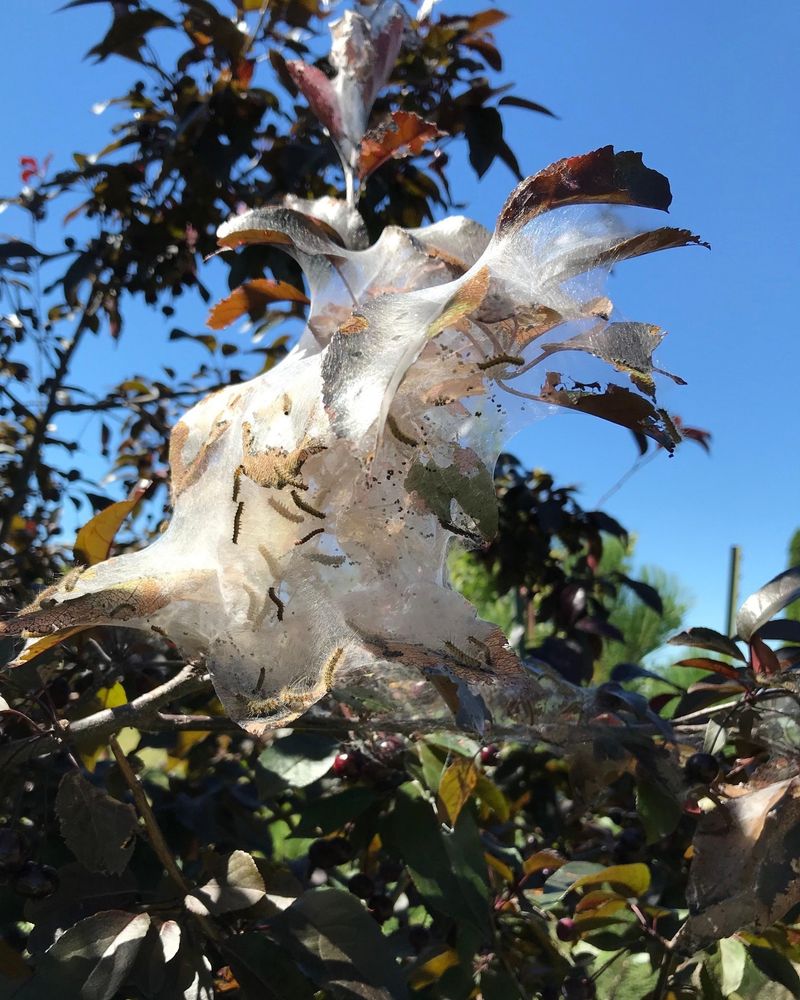 The Silky Tents At Branch Ends Belong To Fall Webworm The Silky Tents At Branch Ends Belong To Fall Webworm