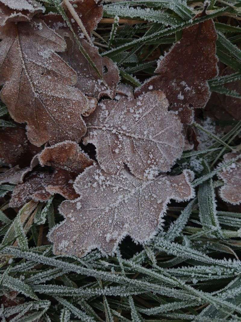The Six-Week Countdown Before Hard Frost The Six-Week Countdown Before Hard Frost