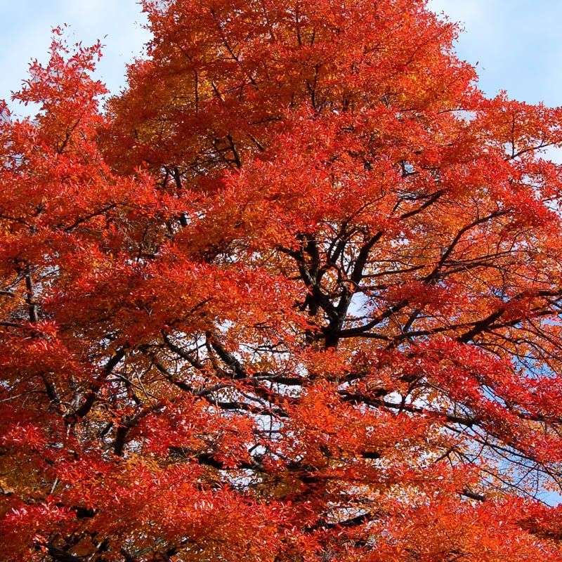 The Slow Growth And Long-Term Beauty Of Black Gum Trees The Slow Growth And Long-Term Beauty Of Black Gum Trees