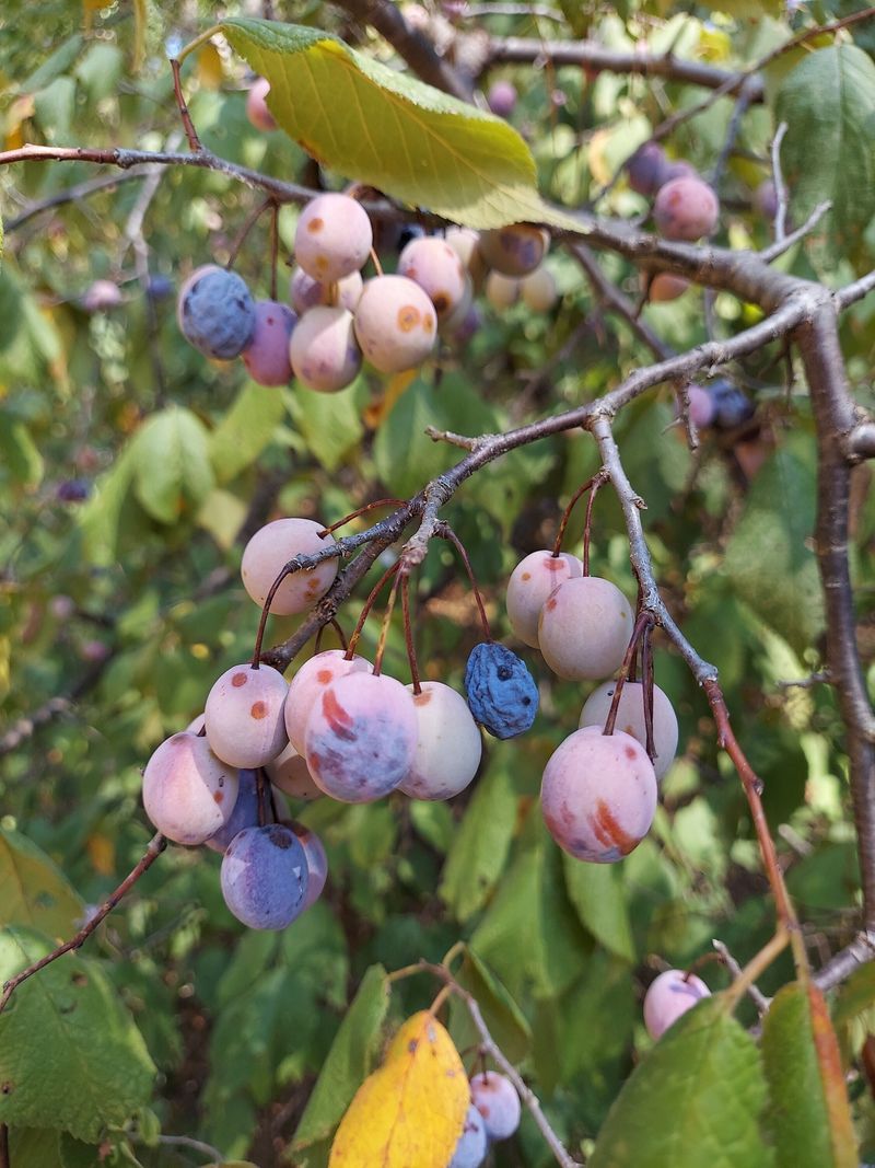 The Small Plums That Feed People And Wildlife