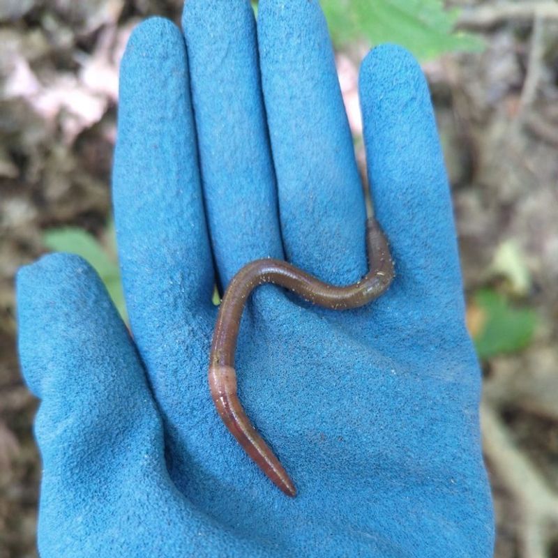 The Smooth Milky Band Near The Head