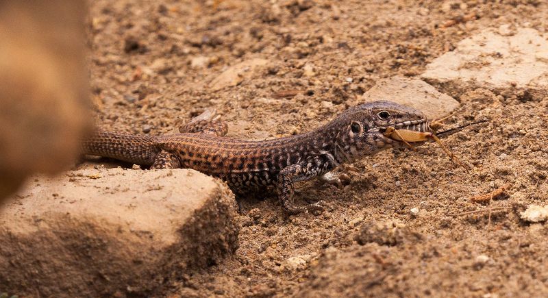The Sonoran Tiger Whiptail Is a Documented Scorpion Predator The Sonoran Tiger Whiptail Is a Documented Scorpion Predator