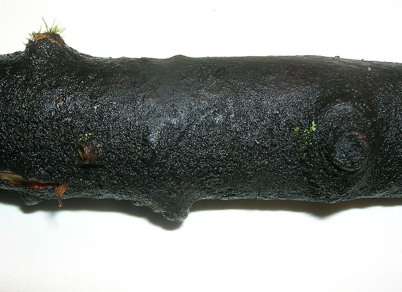 The Sooty Coating Has A Scientific Name