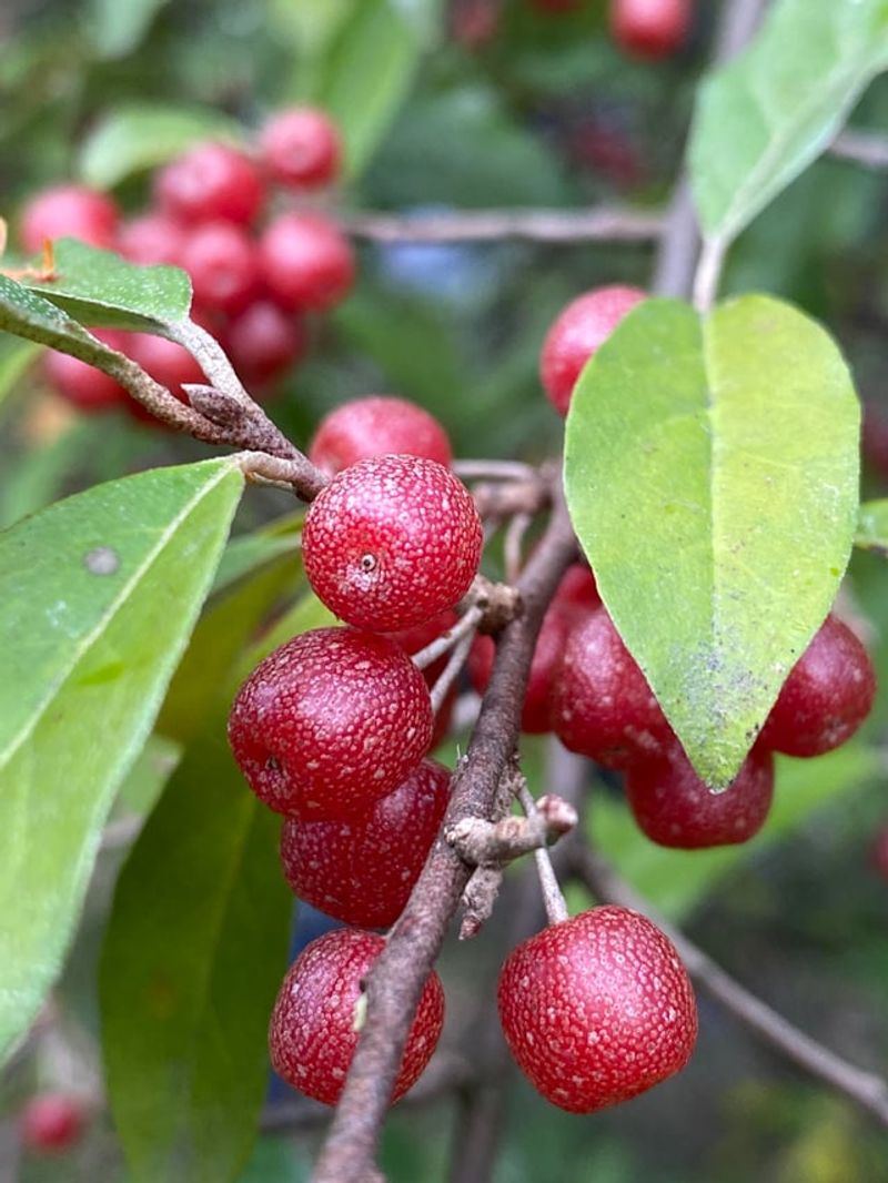 The Sour Mistake Of Early Harvests The Sour Mistake Of Early Harvests