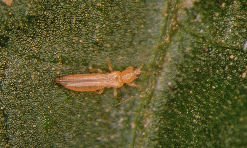 The Speck-Sized Culprit Behind The Damage The Speck-Sized Culprit Behind The Damage