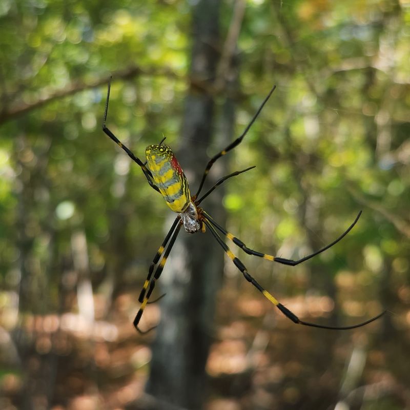 The Spider Behind The Golden Threads