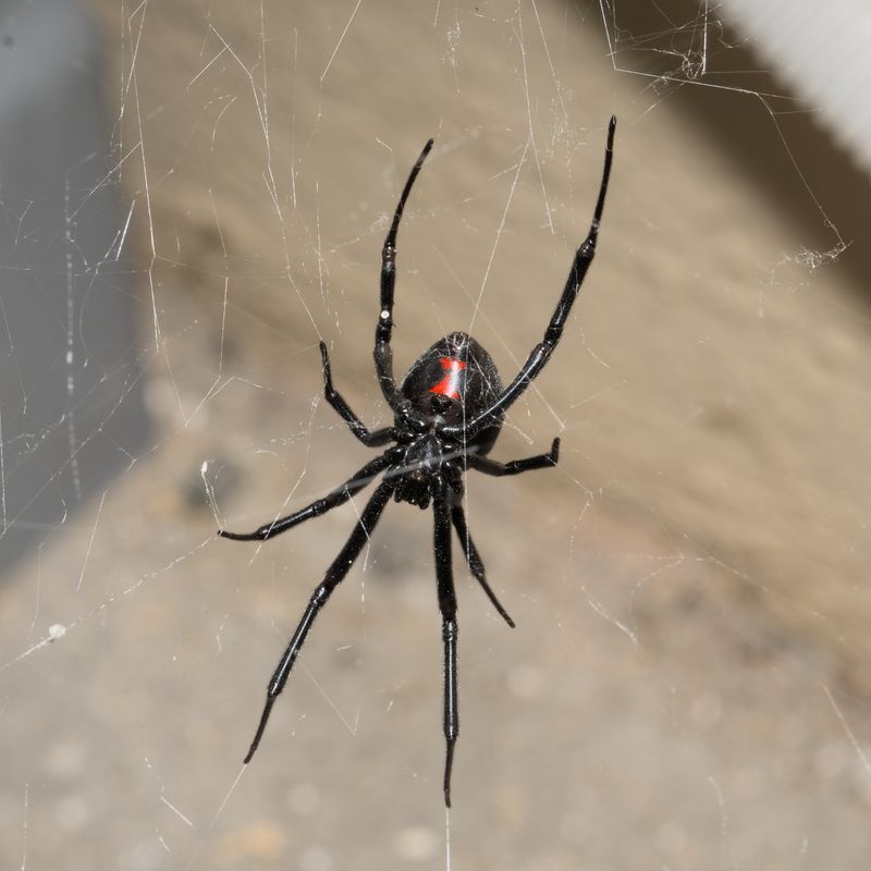 The Spider Is Likely Avoiding You