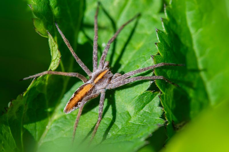 The Spider Legend And What Science Found The Spider Legend And What Science Found