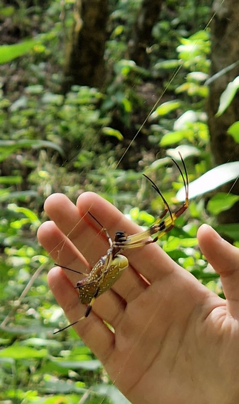 The Spiders Are Much Bigger By Now