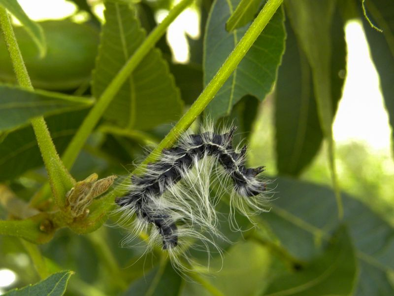 The Spiny Culprit Behind Iowa's Bare Branches The Spiny Culprit Behind Iowa's Bare Branches