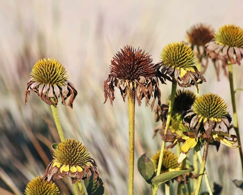 The Spring Cleanup Routine That Boosts Your Flower Count