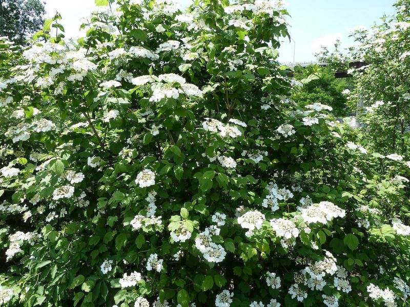 The Spring Flowers And Summer Fruit Add More Interest