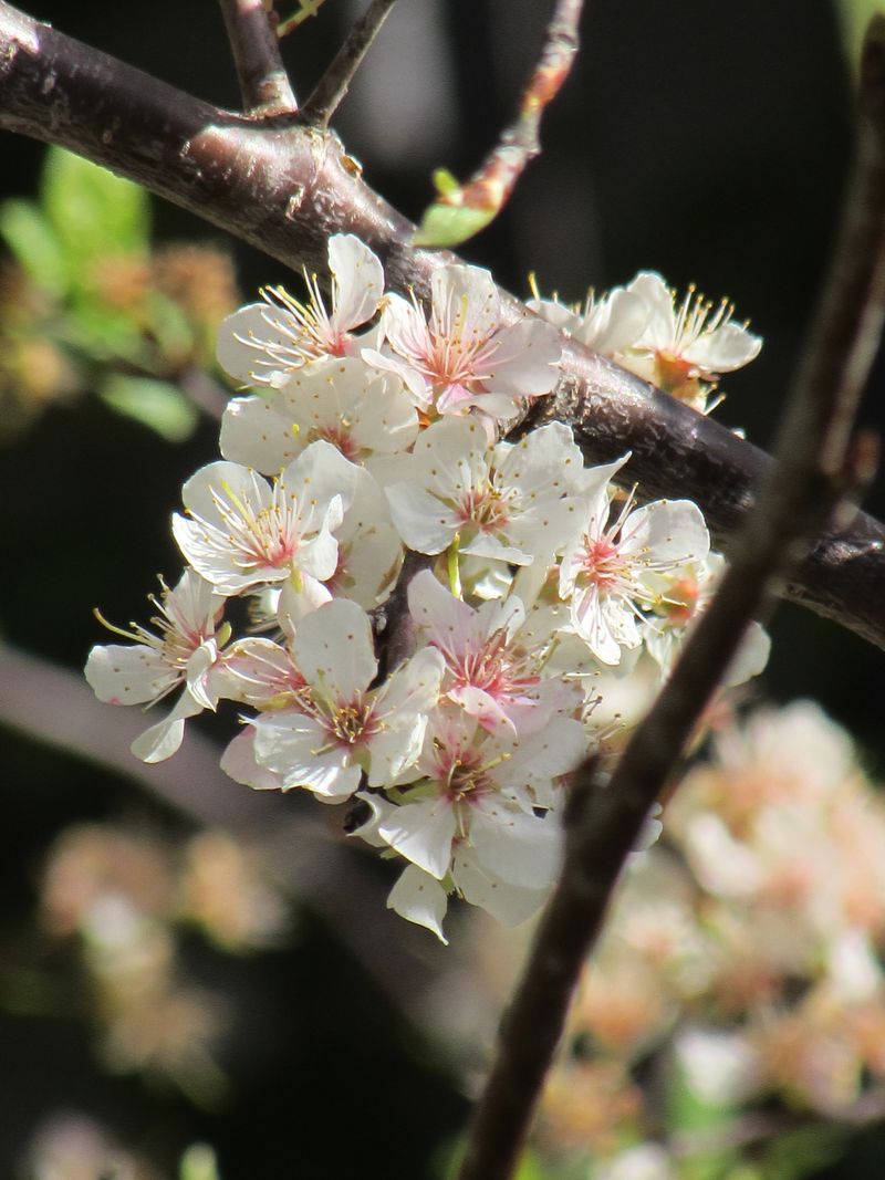 The Spring Flowers That Make Mexican Plum Stand Out The Spring Flowers That Make Mexican Plum Stand Out