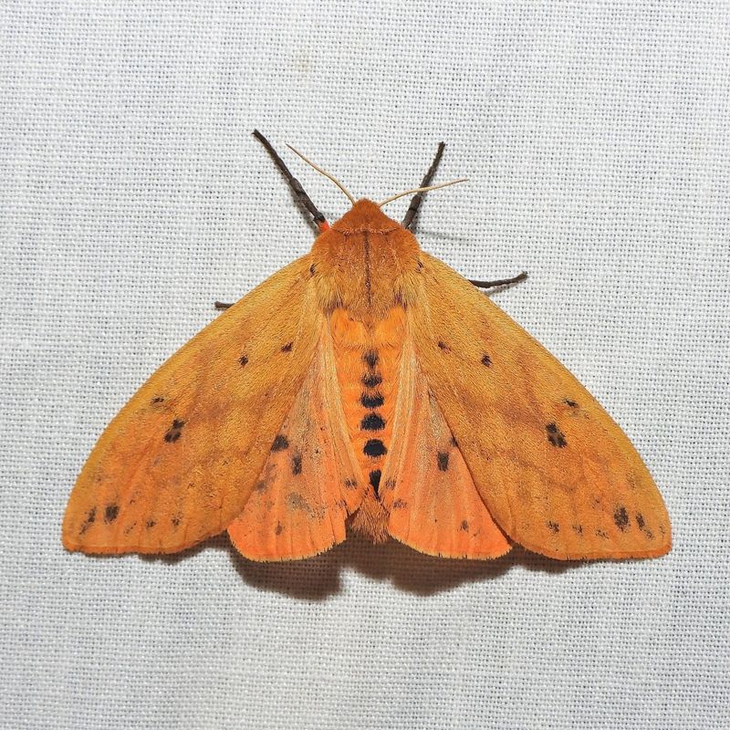 The Spring Moth Payoff