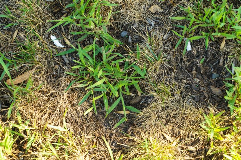 The Spring Seeding Habit That Keeps Backfiring