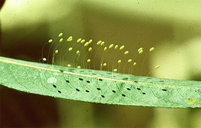 The Stalk Creates the Lollipop Appearance