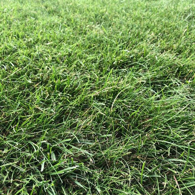 The Star Of Sun-Shade Seed Mixes