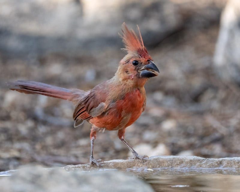 The Startling Bald-Headed Cardinal The Startling Bald-Headed Cardinal