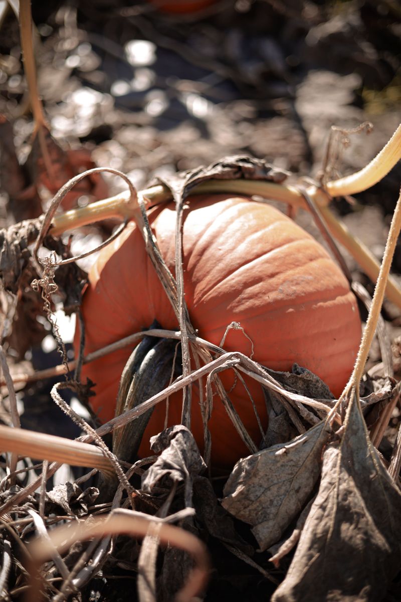 The Stem Starts Looking Dry And Tough