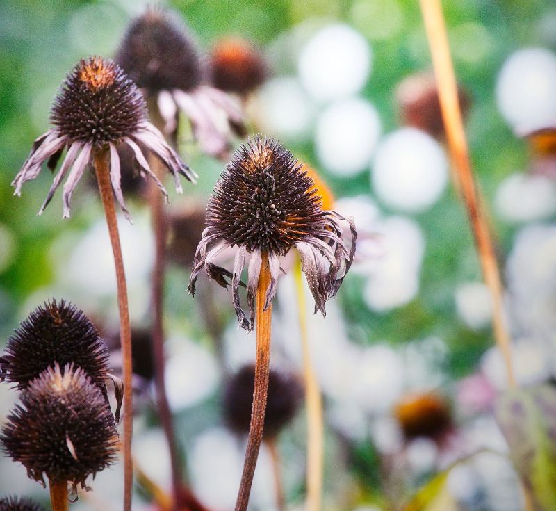 The Stems Themselves Are Doing Winter Work The Stems Themselves Are Doing Winter Work