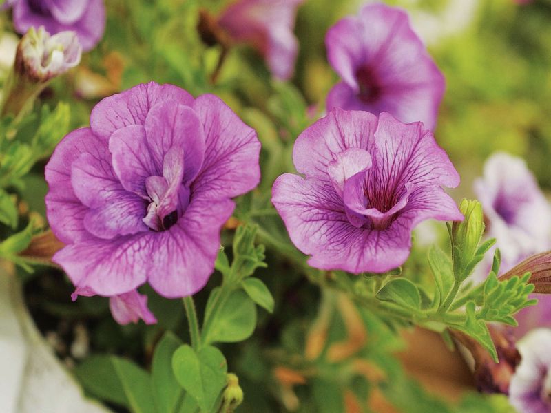 The Stickiness Can Be Part Of The Plant's Defense