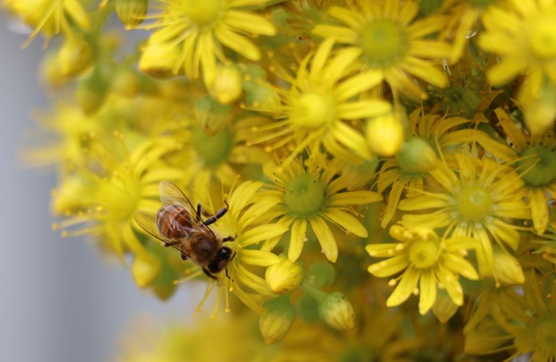 The Sticky Pollen Built For Bees The Sticky Pollen Built For Bees