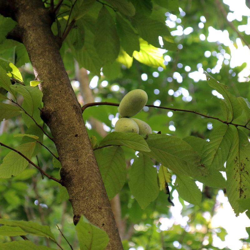The Strange Fruit Hidden Inside This Native Tree The Strange Fruit Hidden Inside This Native Tree