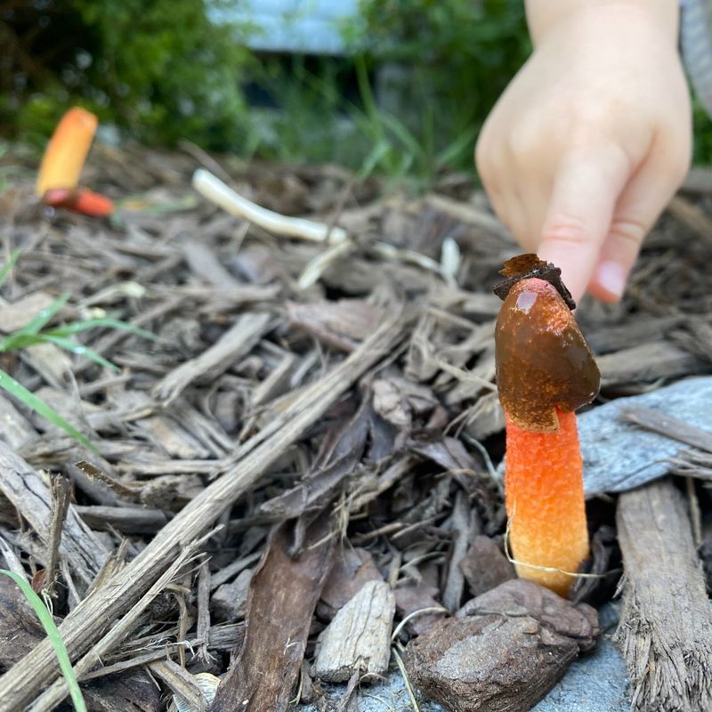 The Strange Fungus Behind That Rotten Odor In Your Mulch