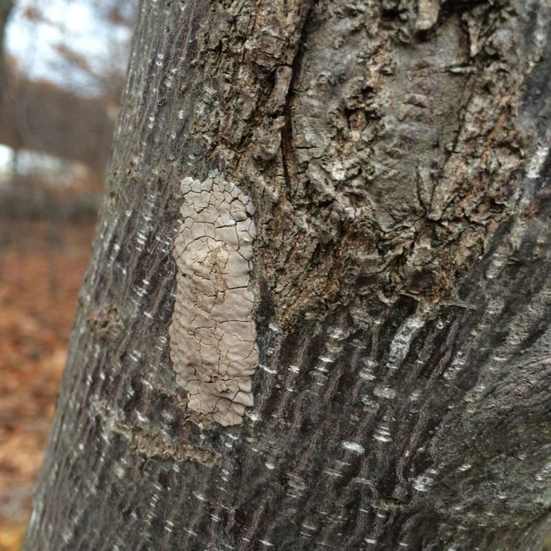 The Strange Spots Showing Up On Trees The Strange Spots Showing Up On Trees