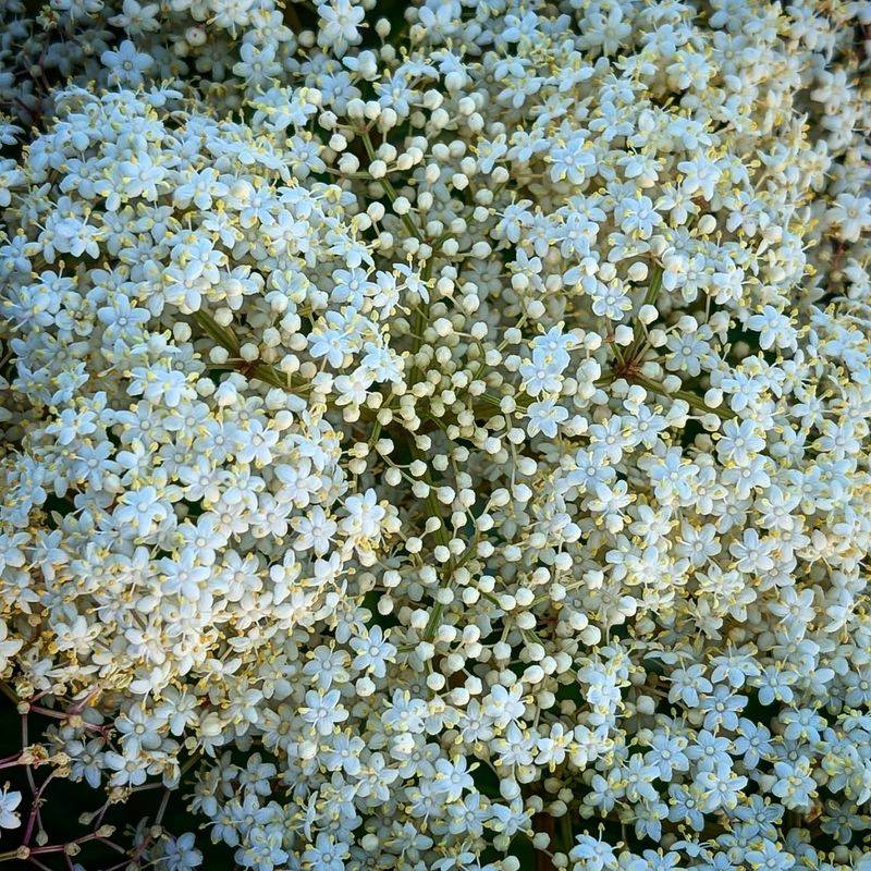 The Stunning White Flower Clusters The Stunning White Flower Clusters