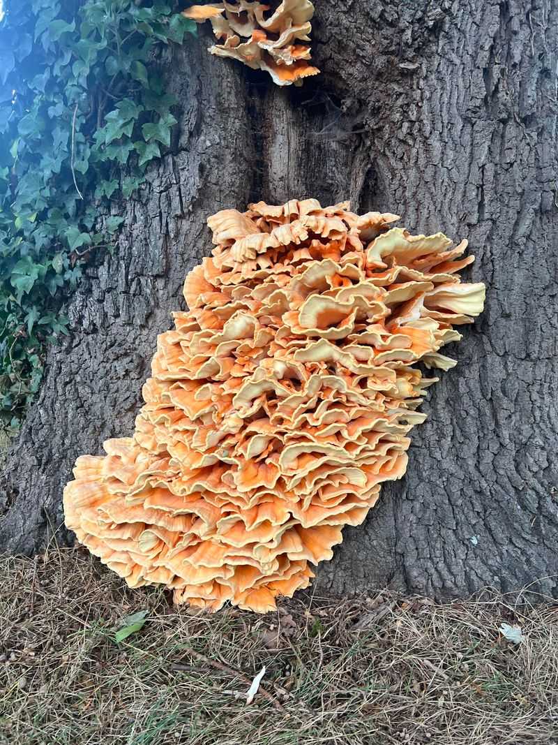 The Sulphur Shelf Fungus Behind That Blaze Of Color