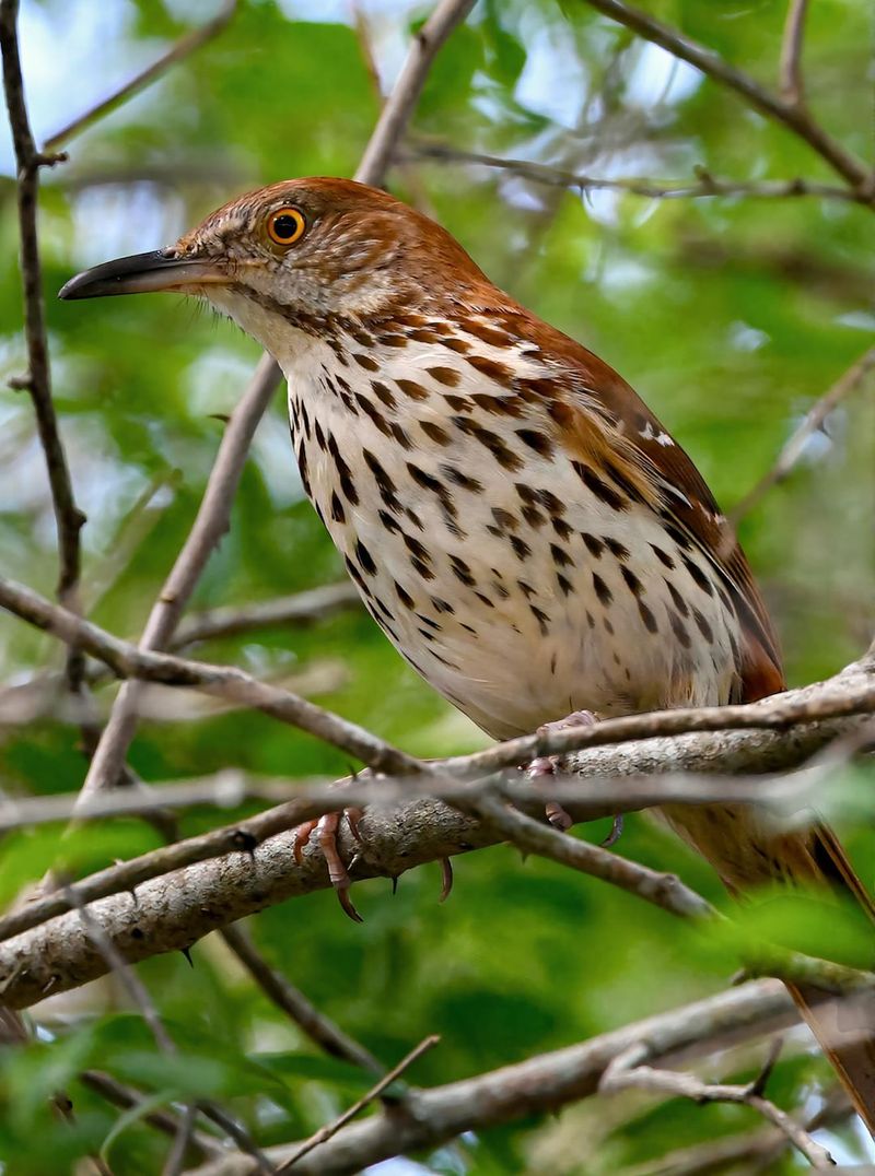 The Surprising Role Brown Thrashers Play In Your Yard