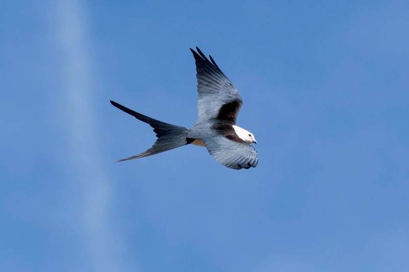 The Swallow-Tailed Kites Are Heading South The Swallow-Tailed Kites Are Heading South