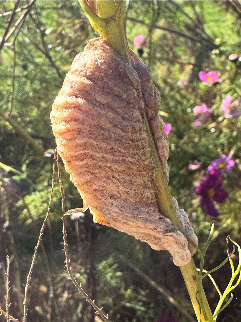 The Tan Papery Case Of A Praying Mantis